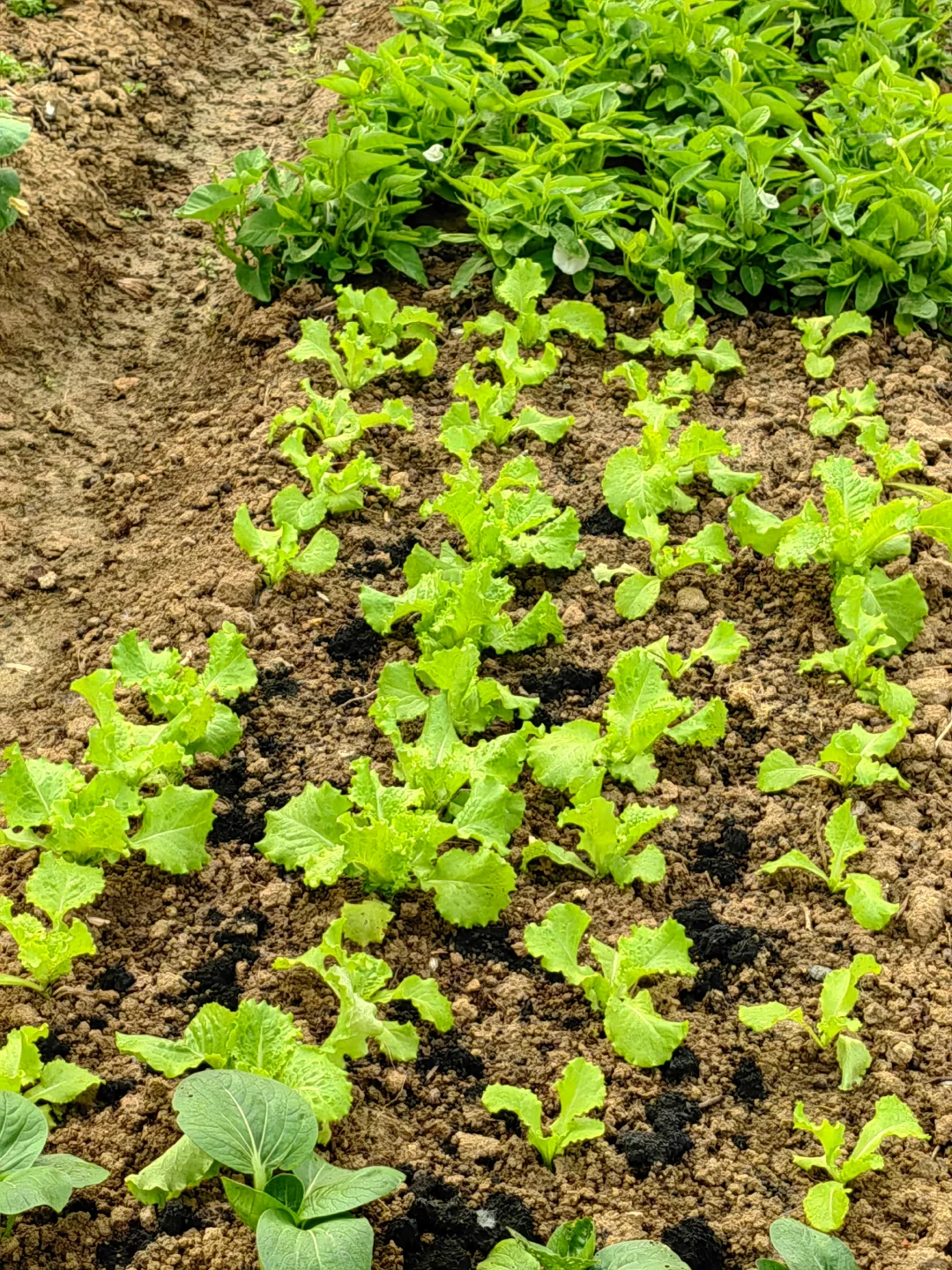 田园生活乐趣多，在地里挖呀挖呀挖?