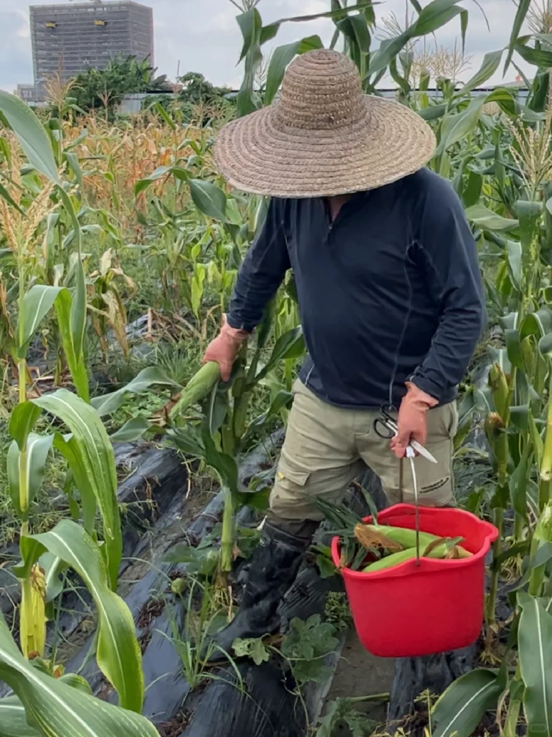 老爸今年70岁，还要每天辛勤劳作去做农活