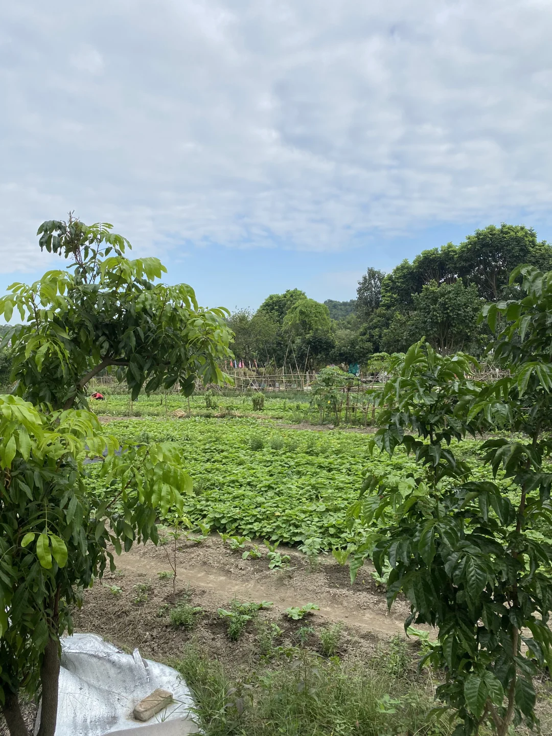 回村躺平 | 这个月只花260,照样吃香喝辣