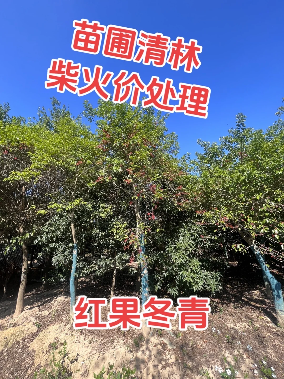 江西赣州苗圃清地，处理价格，给钱就卖