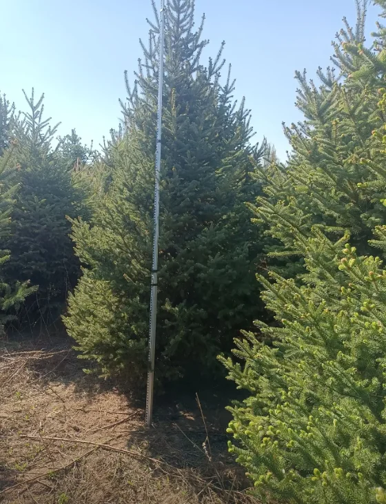 云杉2m-6m可以出圃了，有需要的吗