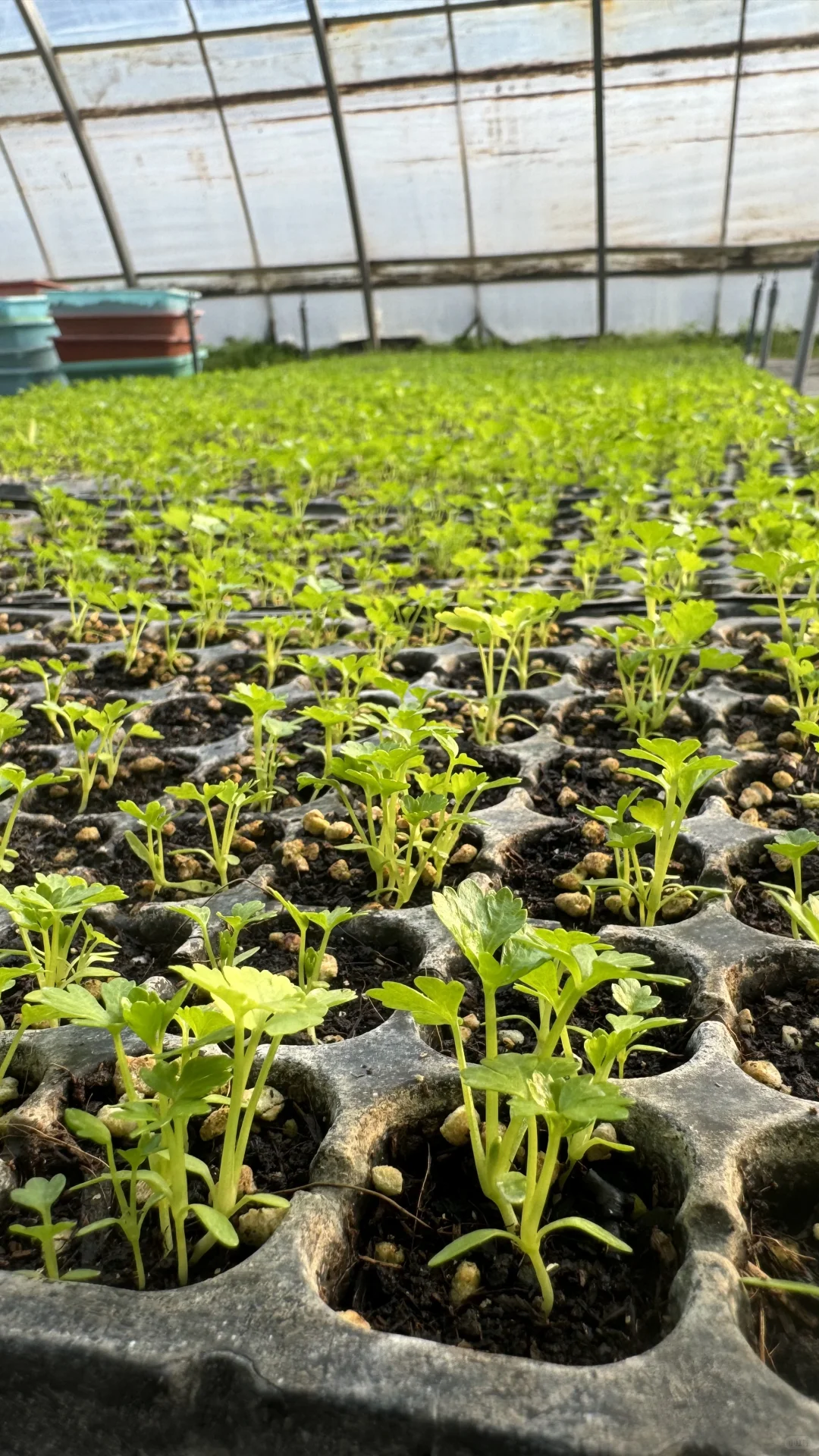 又花300万,普通人做有机农业不如躺平,多难