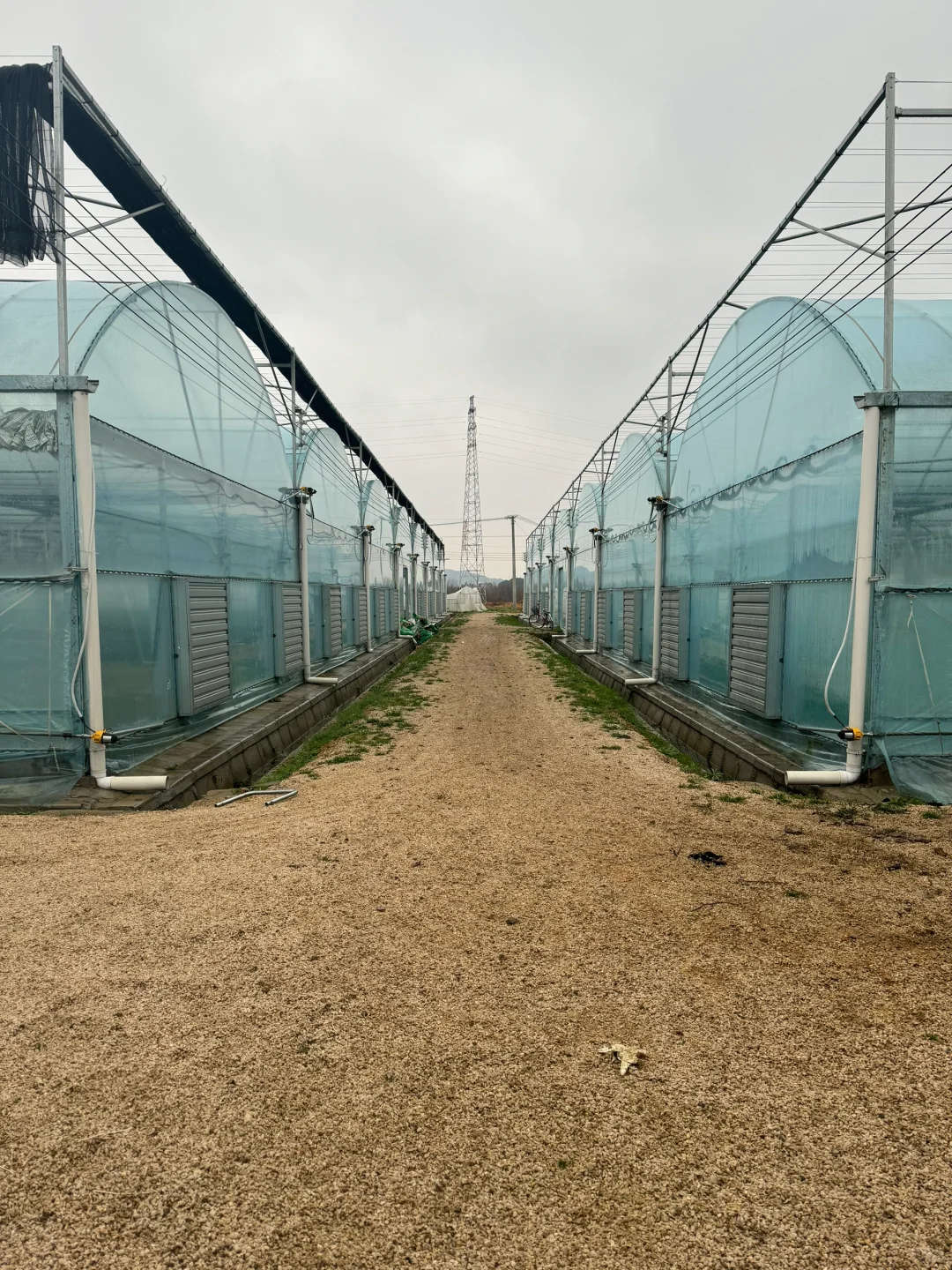 回农村种大棚！