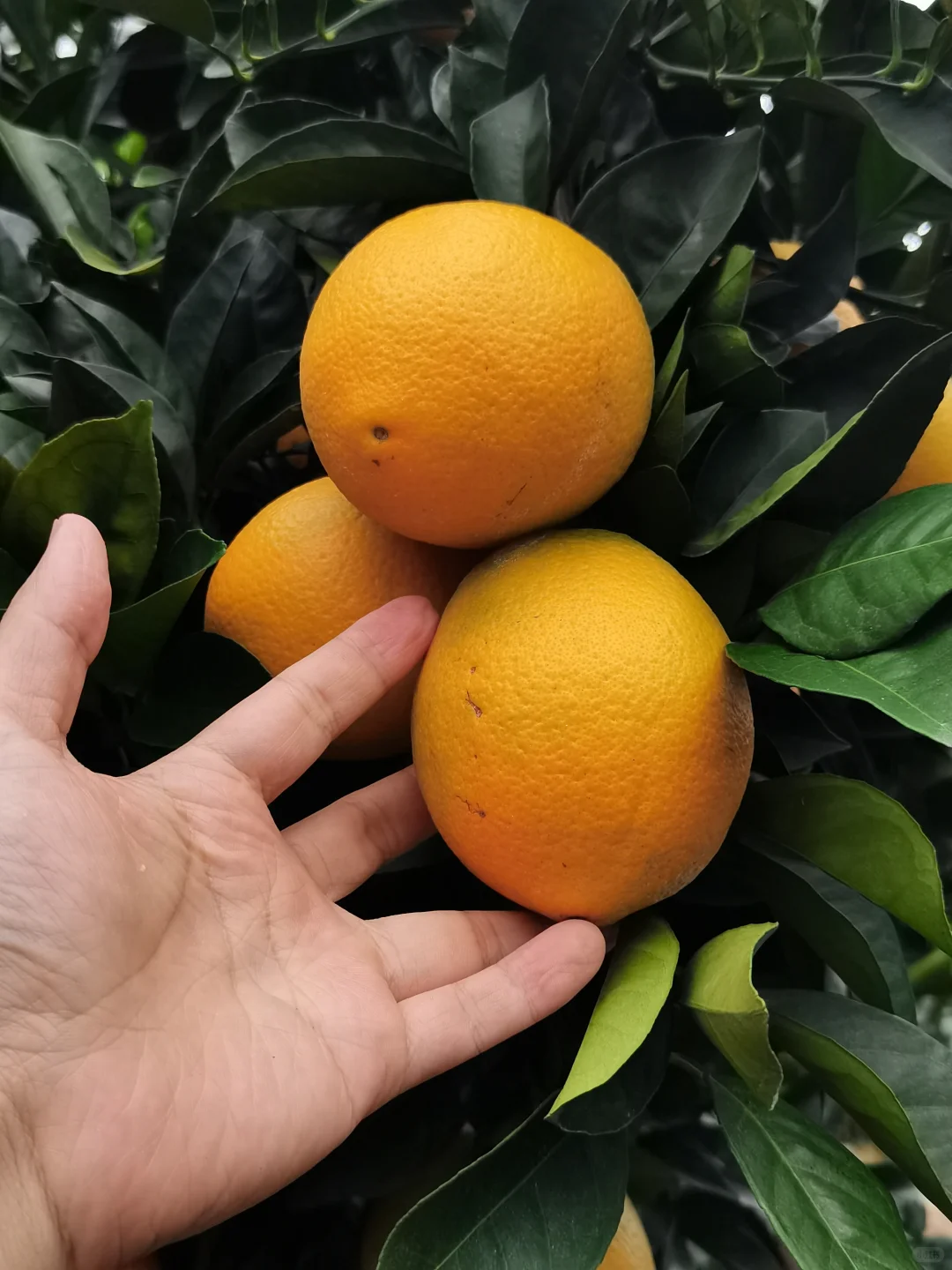 真实的农村没有诗和远方！只有挑着百斤橙子