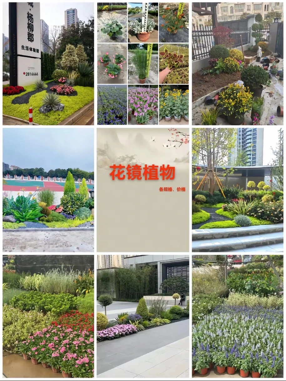 专业供应苗木|庭院/工程苗木订单都可接