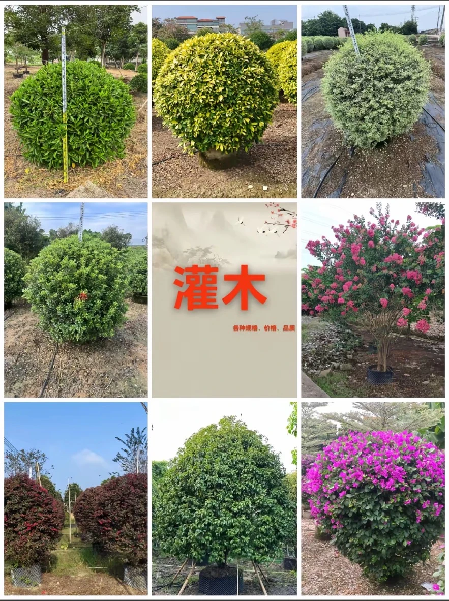 专业供应苗木|庭院/工程苗木订单都可接