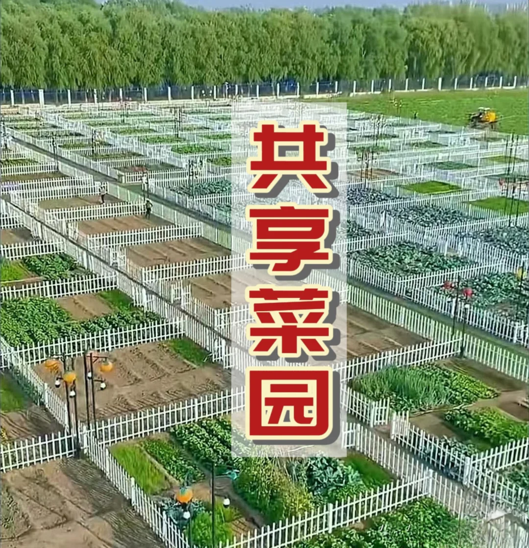 百亩农田做共享菜园，年收入1800萬