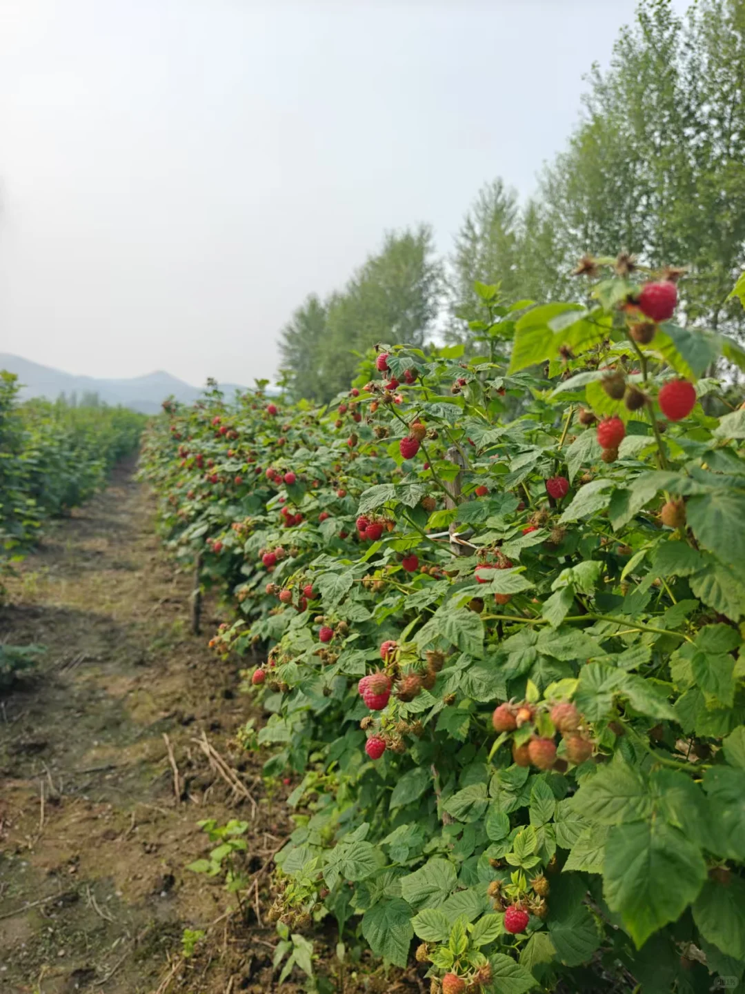 大专生，回村种树莓。