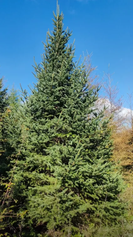 云杉2m-6m可以出圃了，有需要的吗