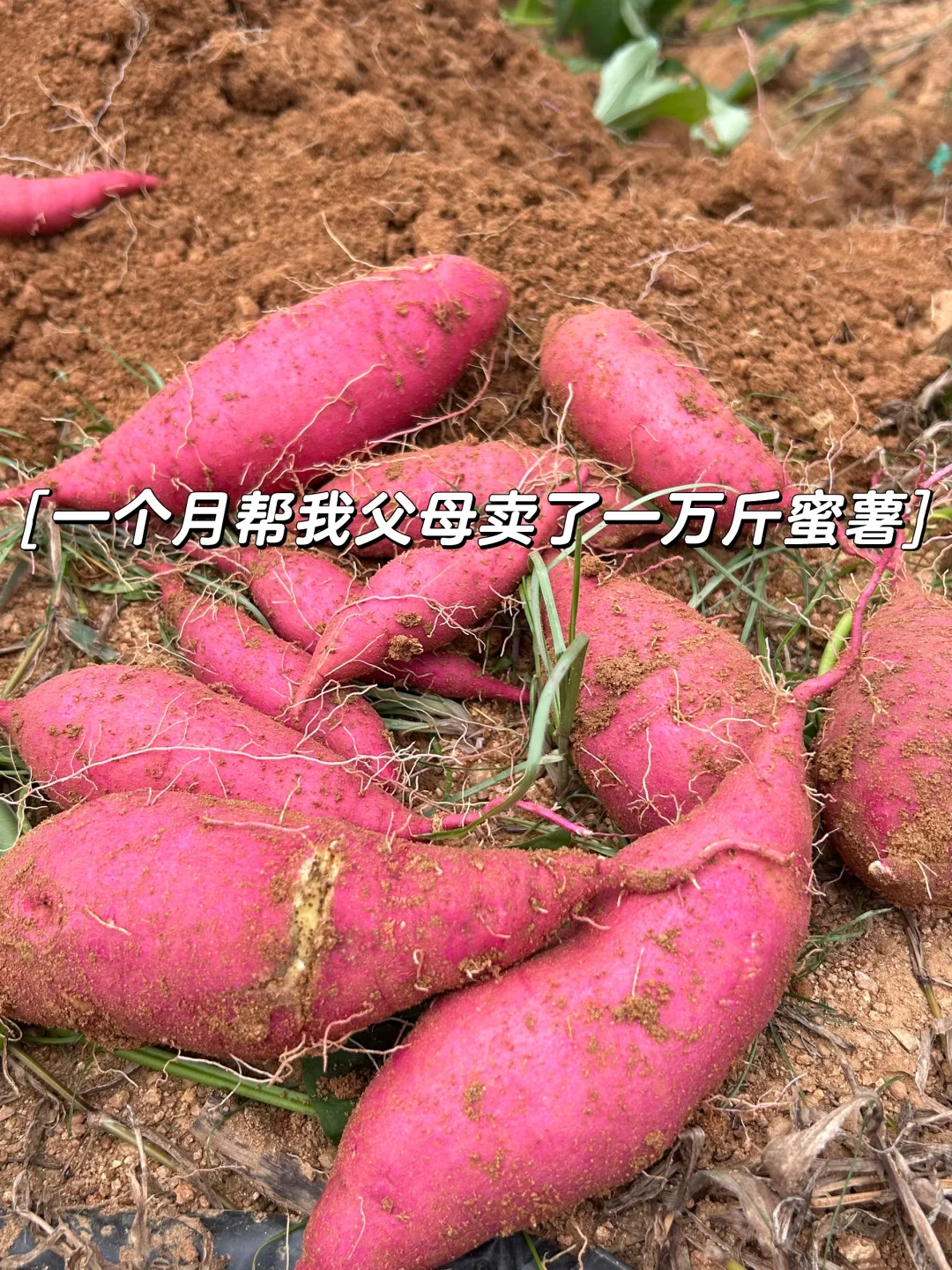 一个月帮父母卖了一万斤蜜薯，是种什么体验！