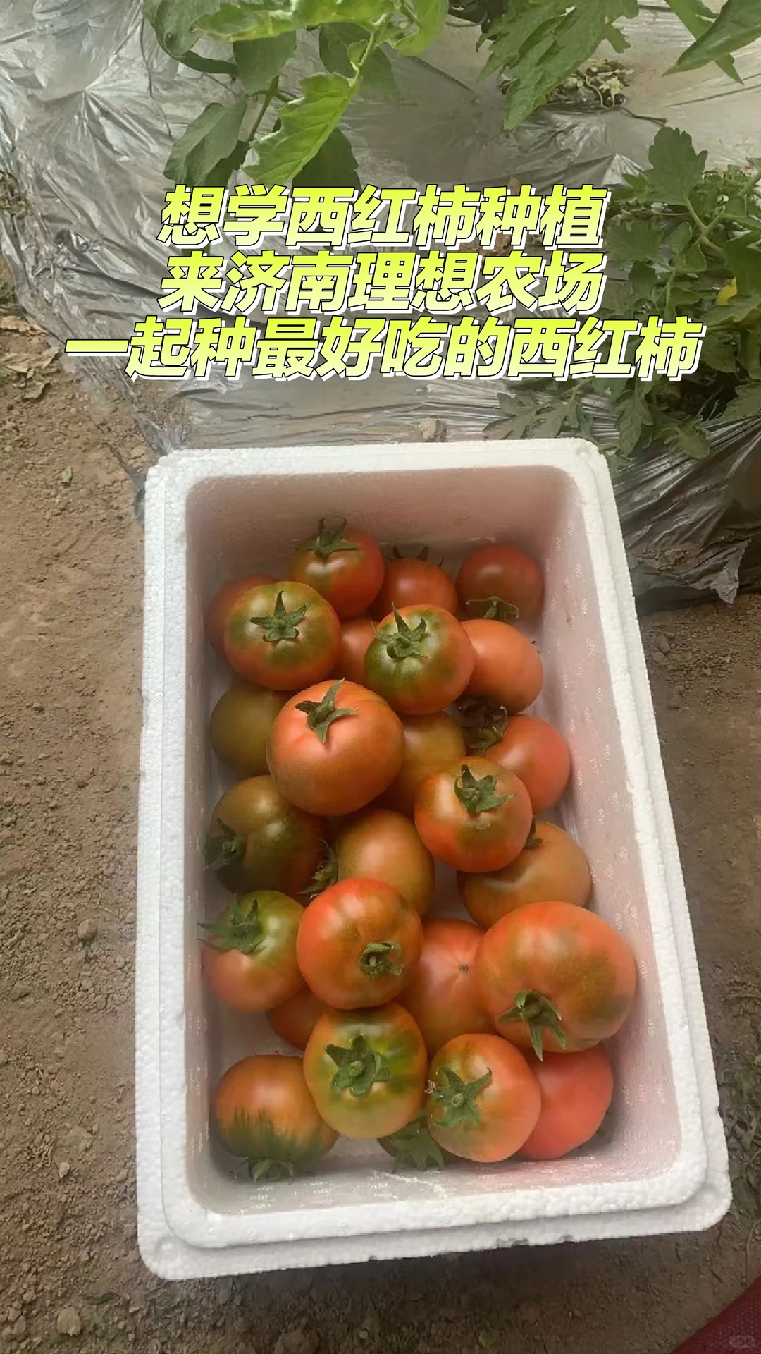 回乡创业想种西红柿吗?