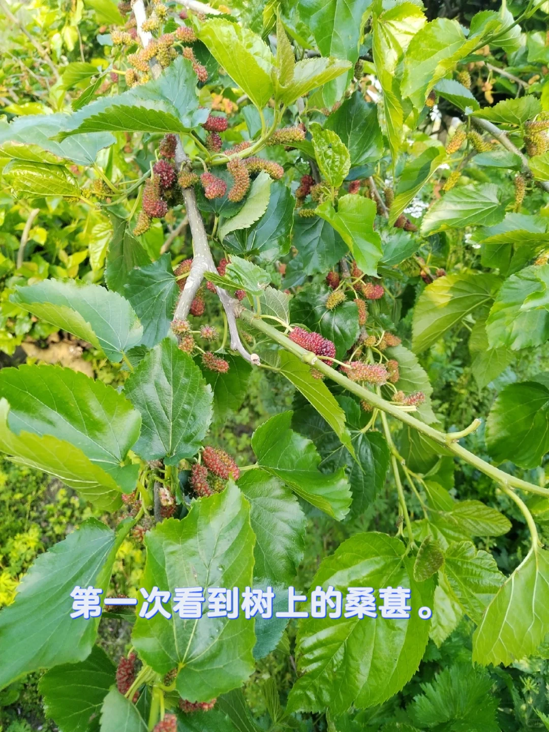 中年少女跨行农业种植基地工作第二十天