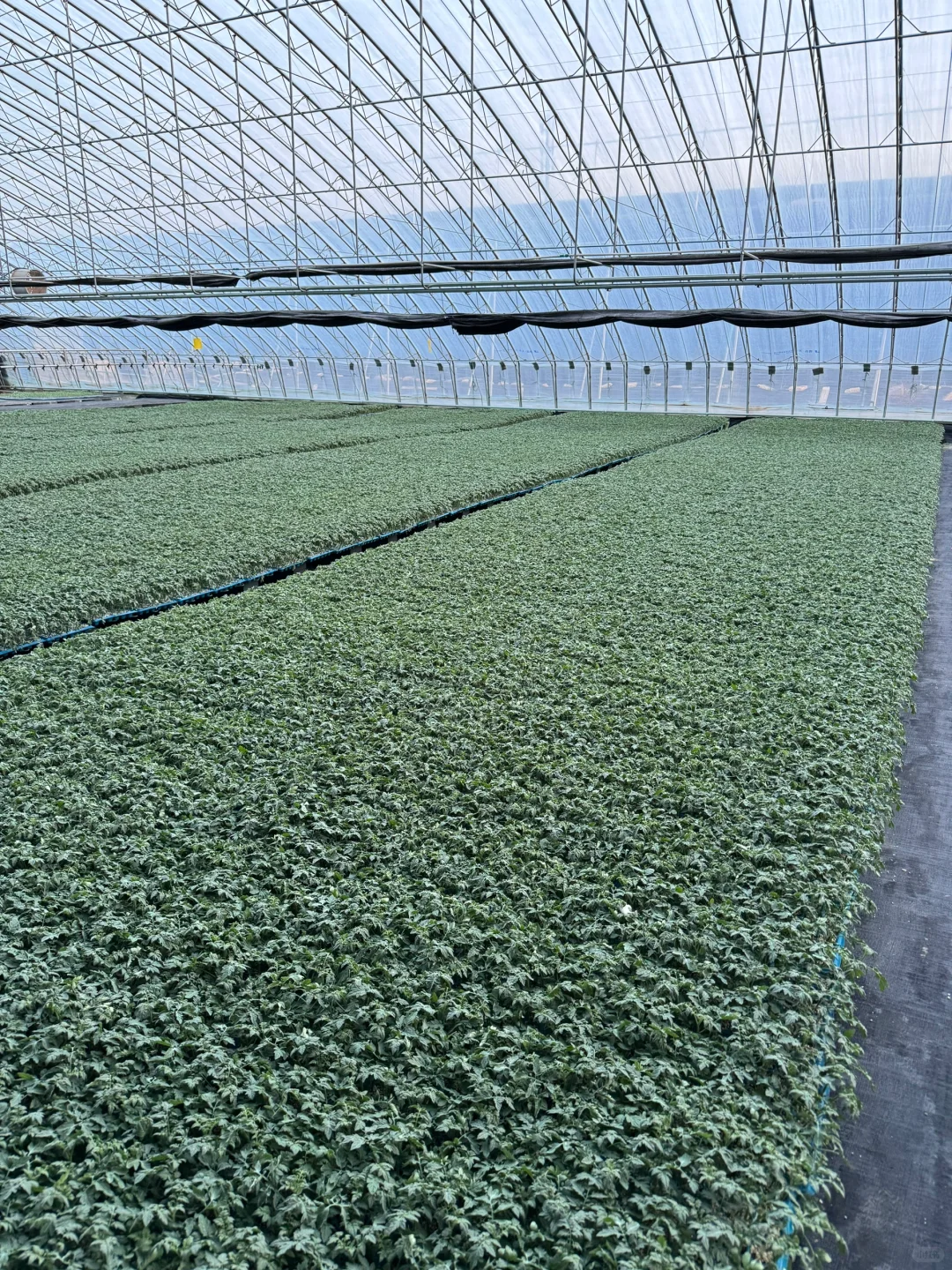 我们不是老破小，这是我家的现代化育苗基地～