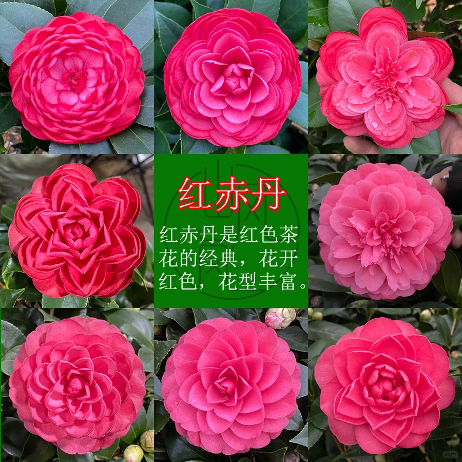 ?十八学士花苞树苗，高级感拉满！