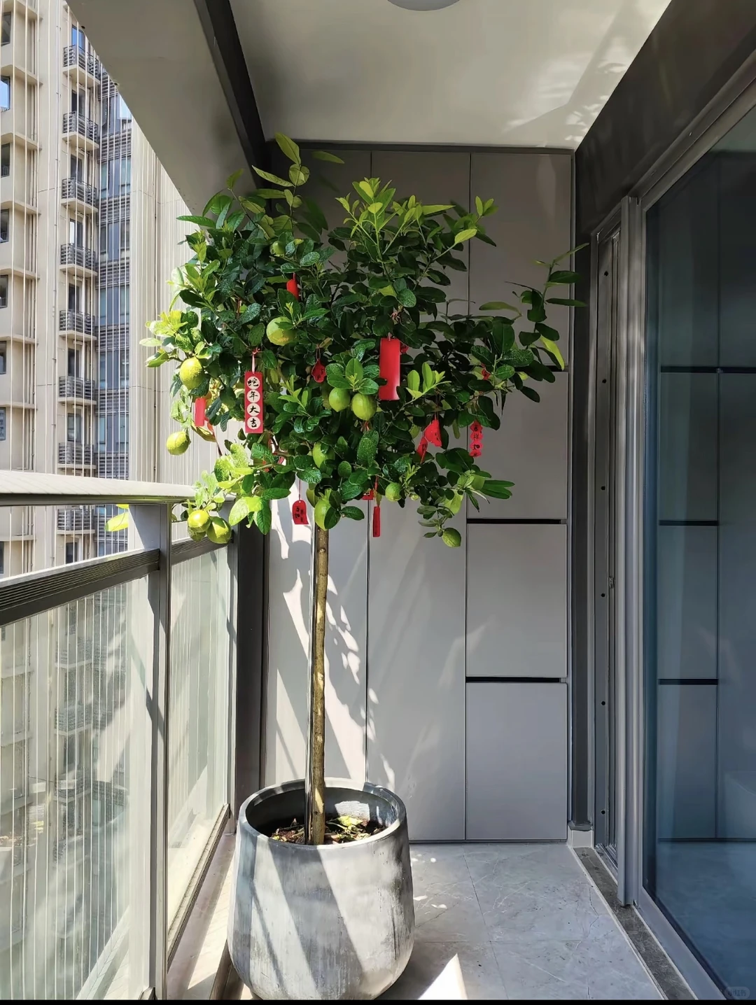 氛围感满满的柠檬树?