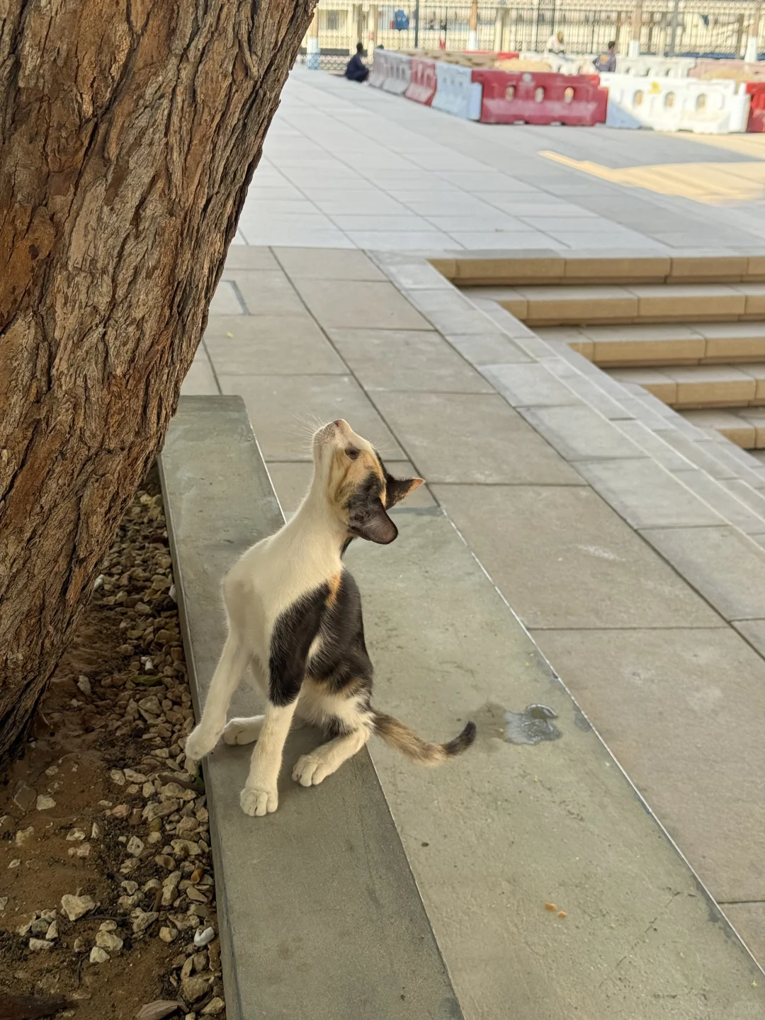 迪拜?一半清醒一半醉?