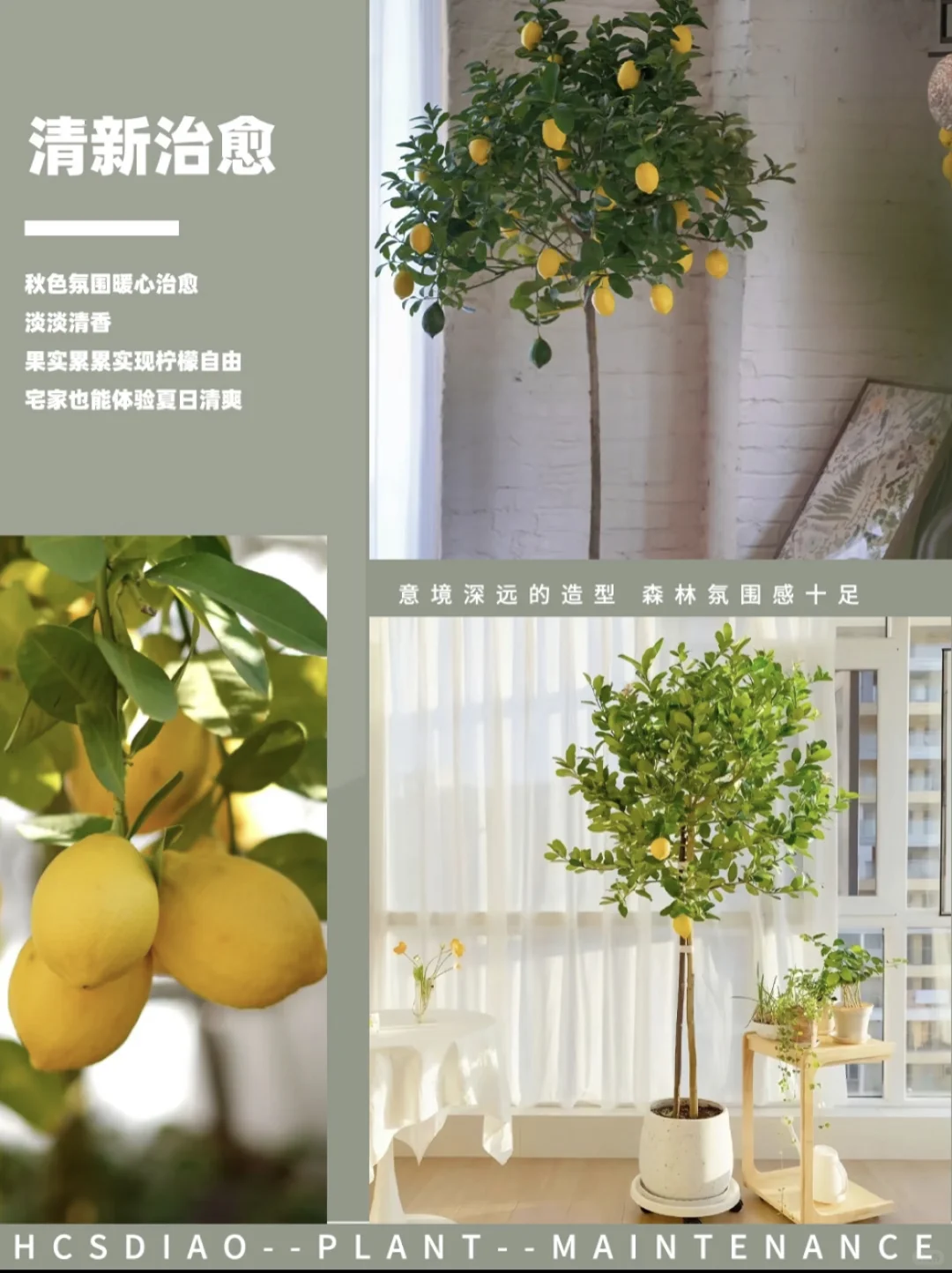 氛围感满满的柠檬树?