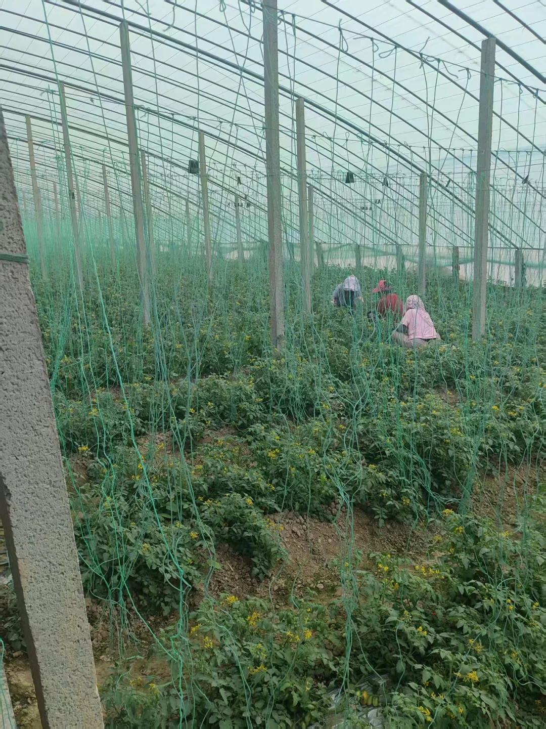 90后回乡创业种植大棚之中秋篇