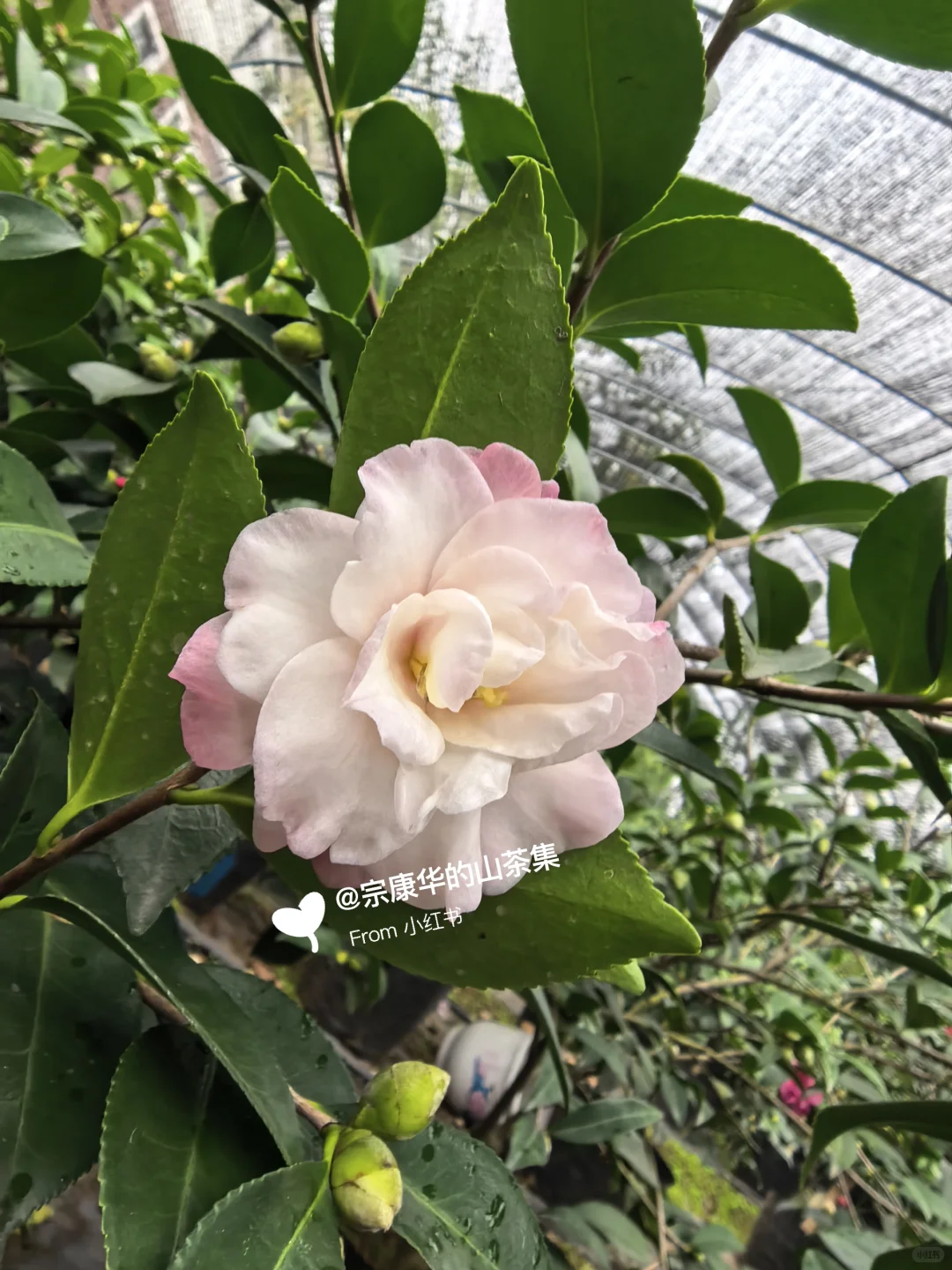 自育茶梅:芳华(Camellia hiemalis ‘Fanghu