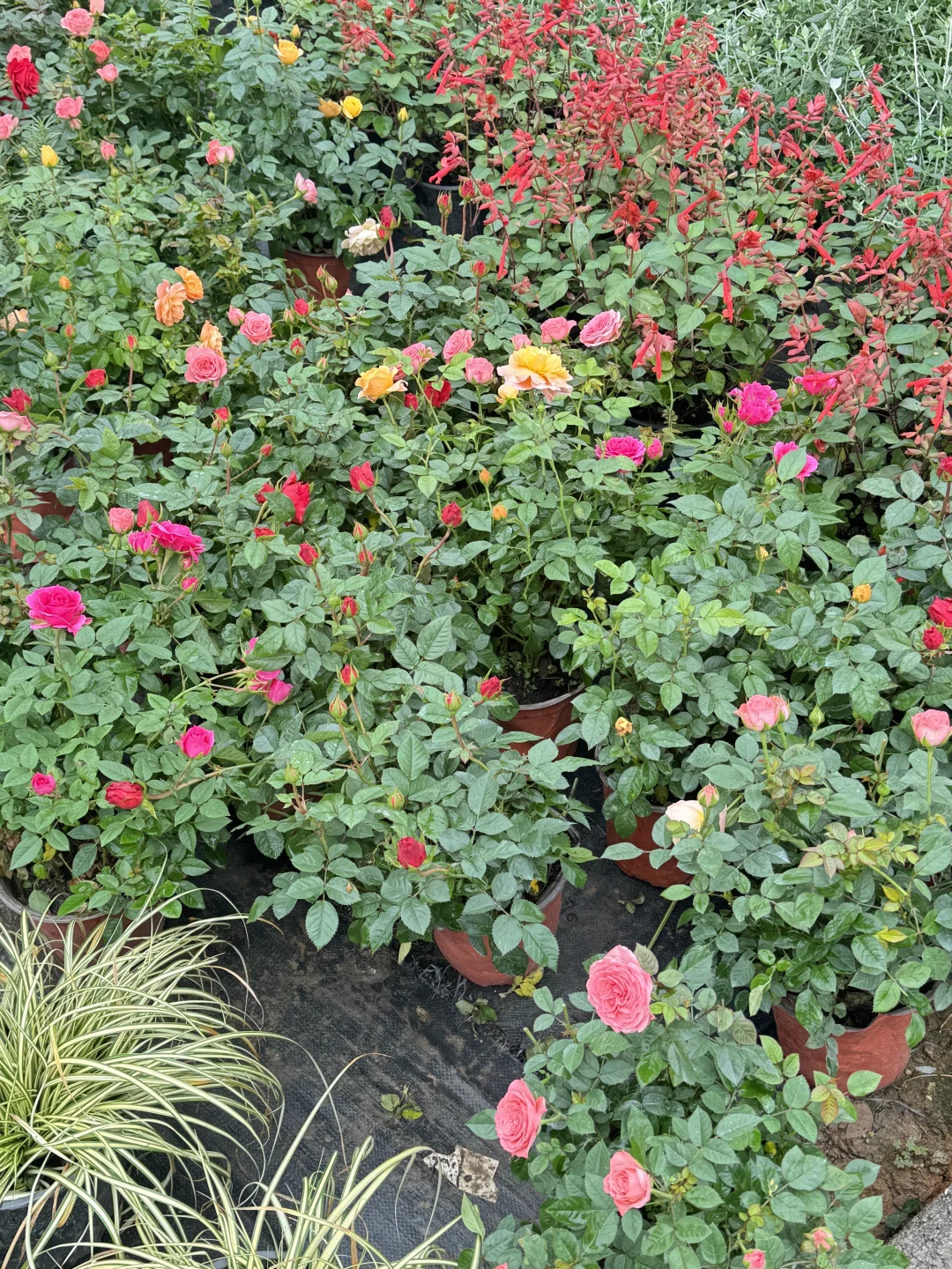 终于让我在长沙找到了一站式庭院采购的地方