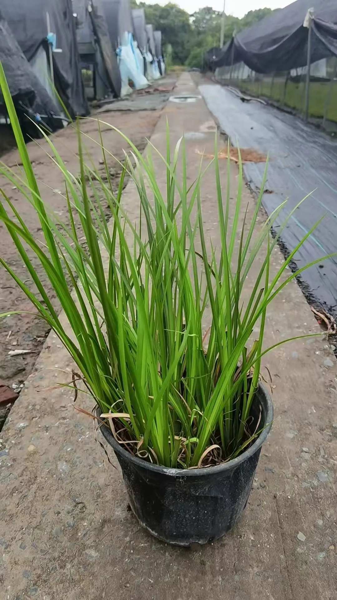 暴走大野驴苗木