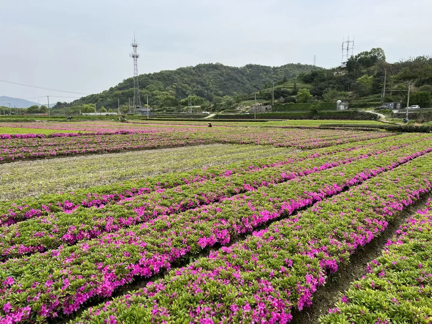 宁波毛鹃小毛球｜工程&庭院绿化刚需苗?