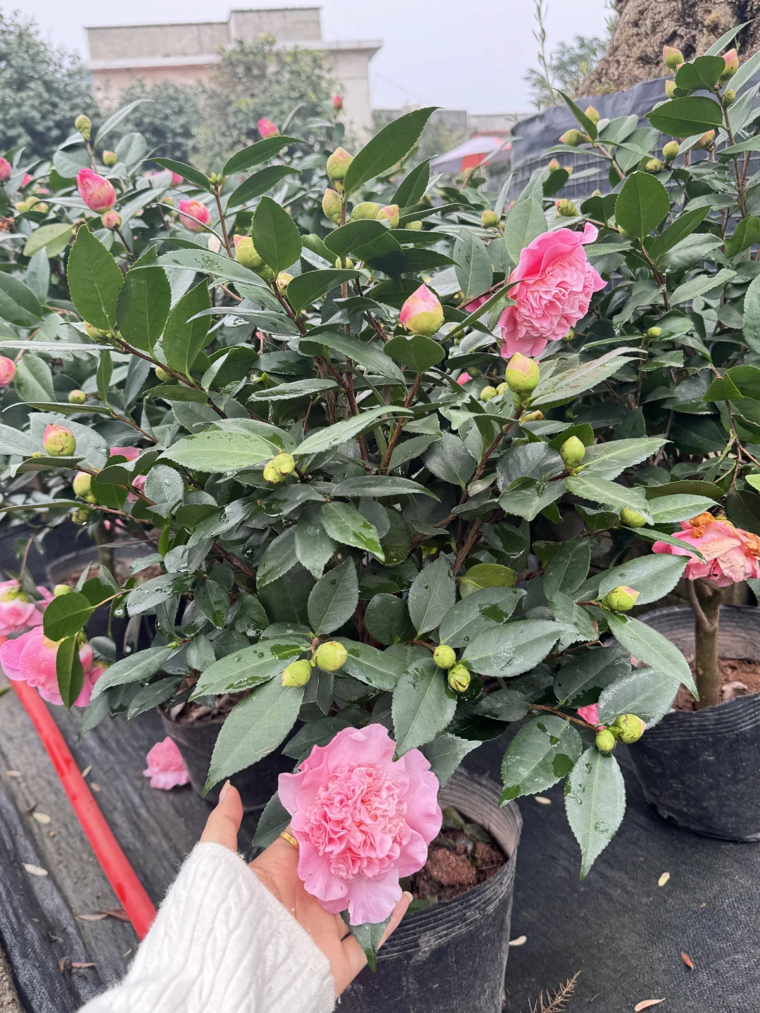 终于让我在长沙找到了一站式庭院采购的地方