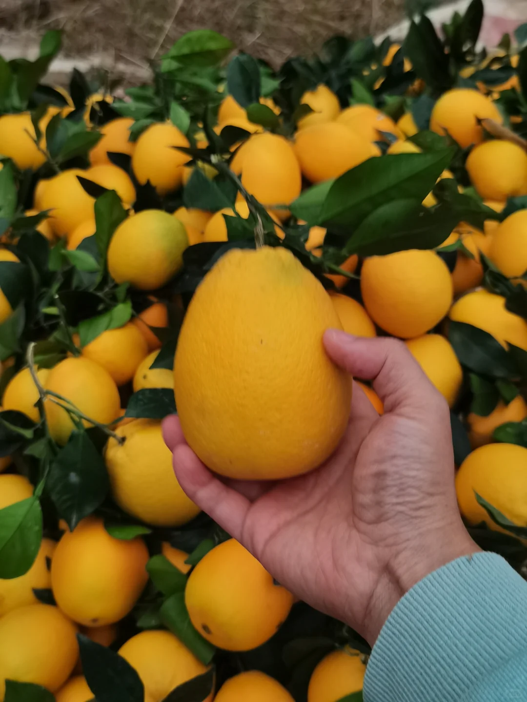 真实的农村没有诗和远方！只有挑着百斤橙子