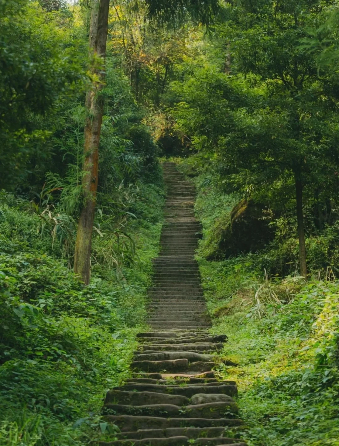 ♻️乡村文旅+“疗愈经济”助力乡村振兴