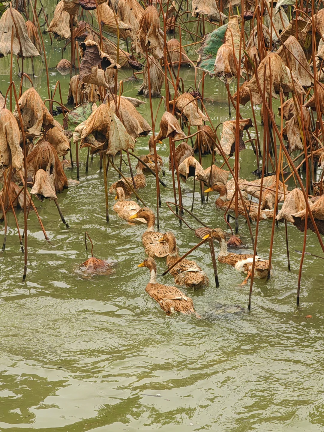 田园生活乐趣多，在地里挖呀挖呀挖?