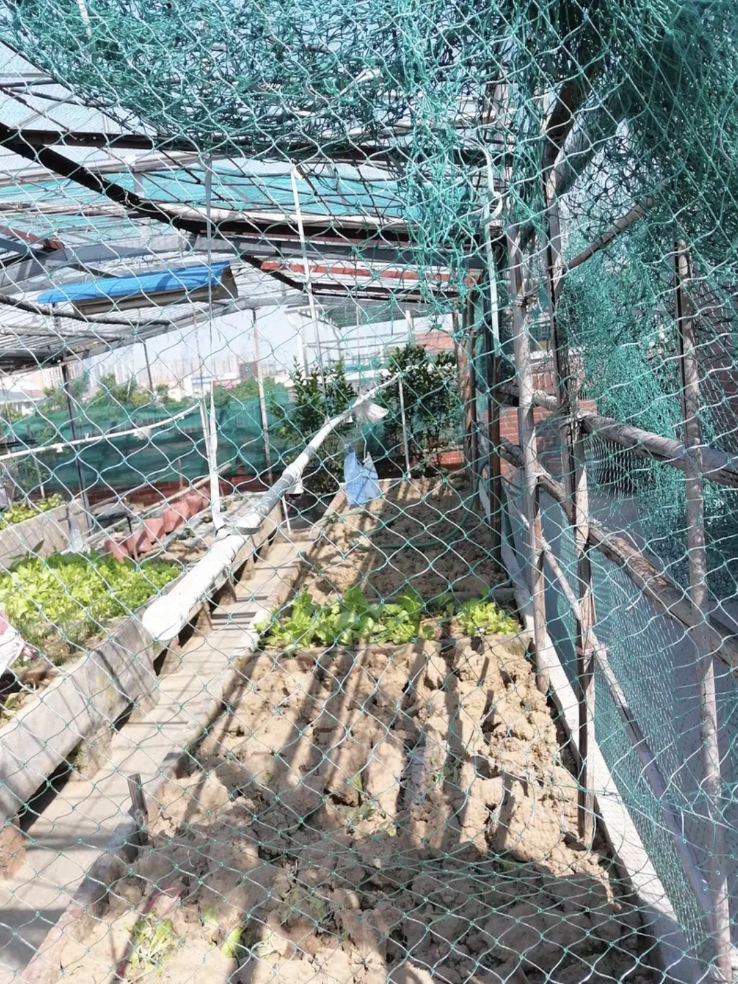 农村种菜用养殖网，爬藤高产还省空间