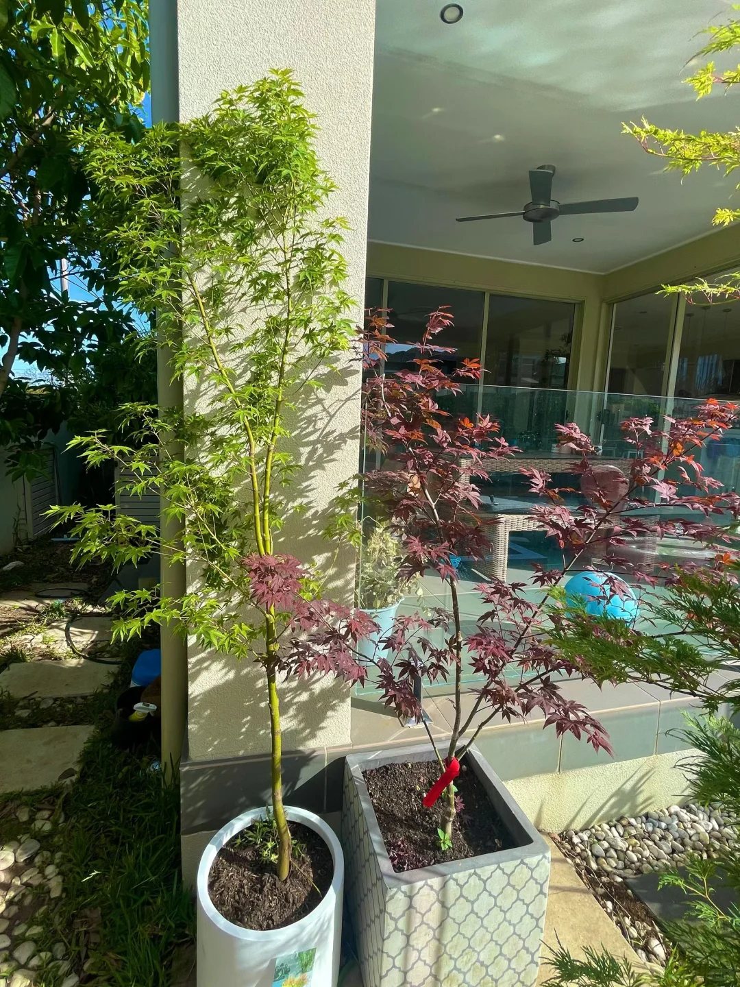 买家秀（日本枫）