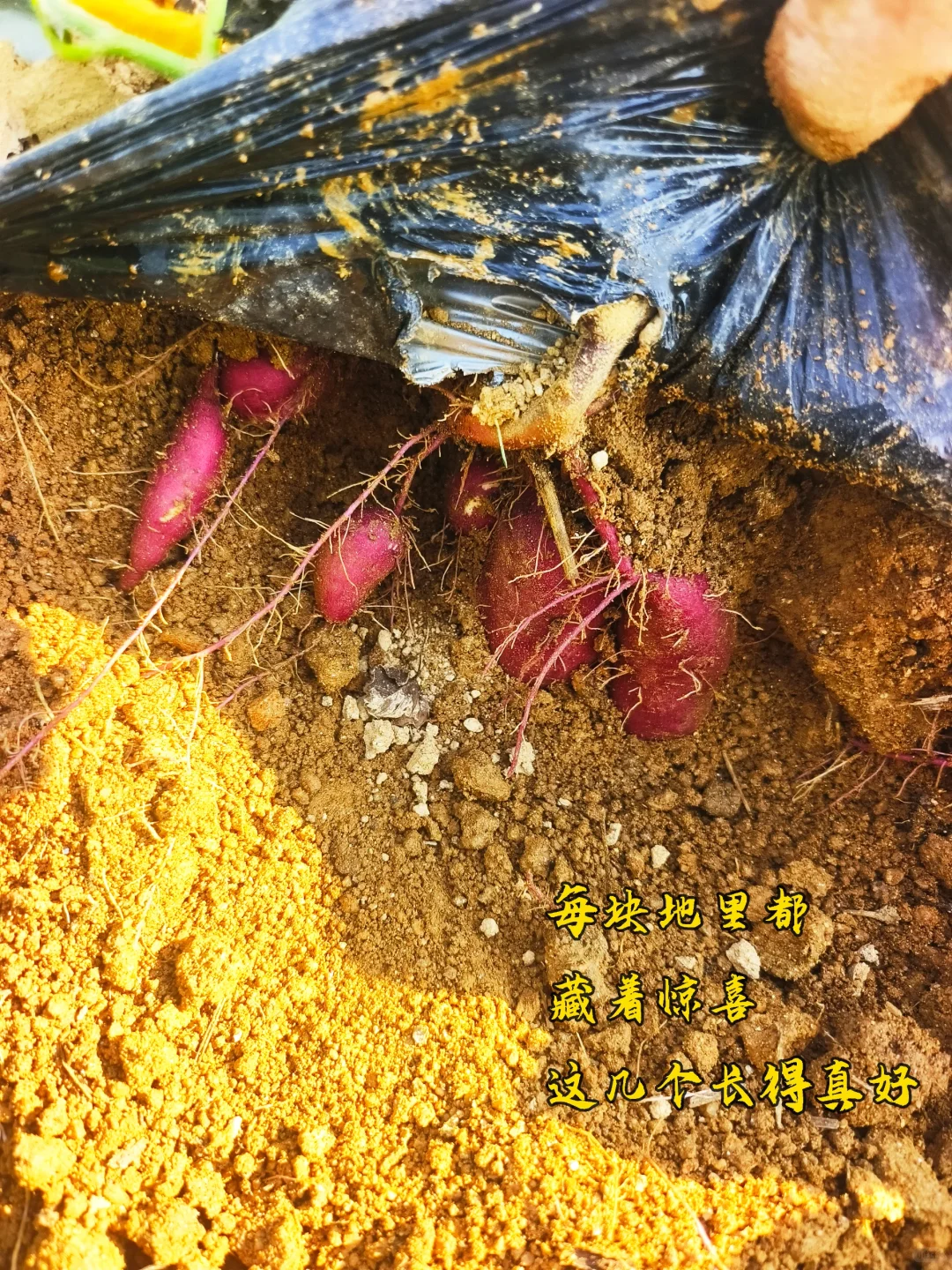 我在云南种地的第四年(1)