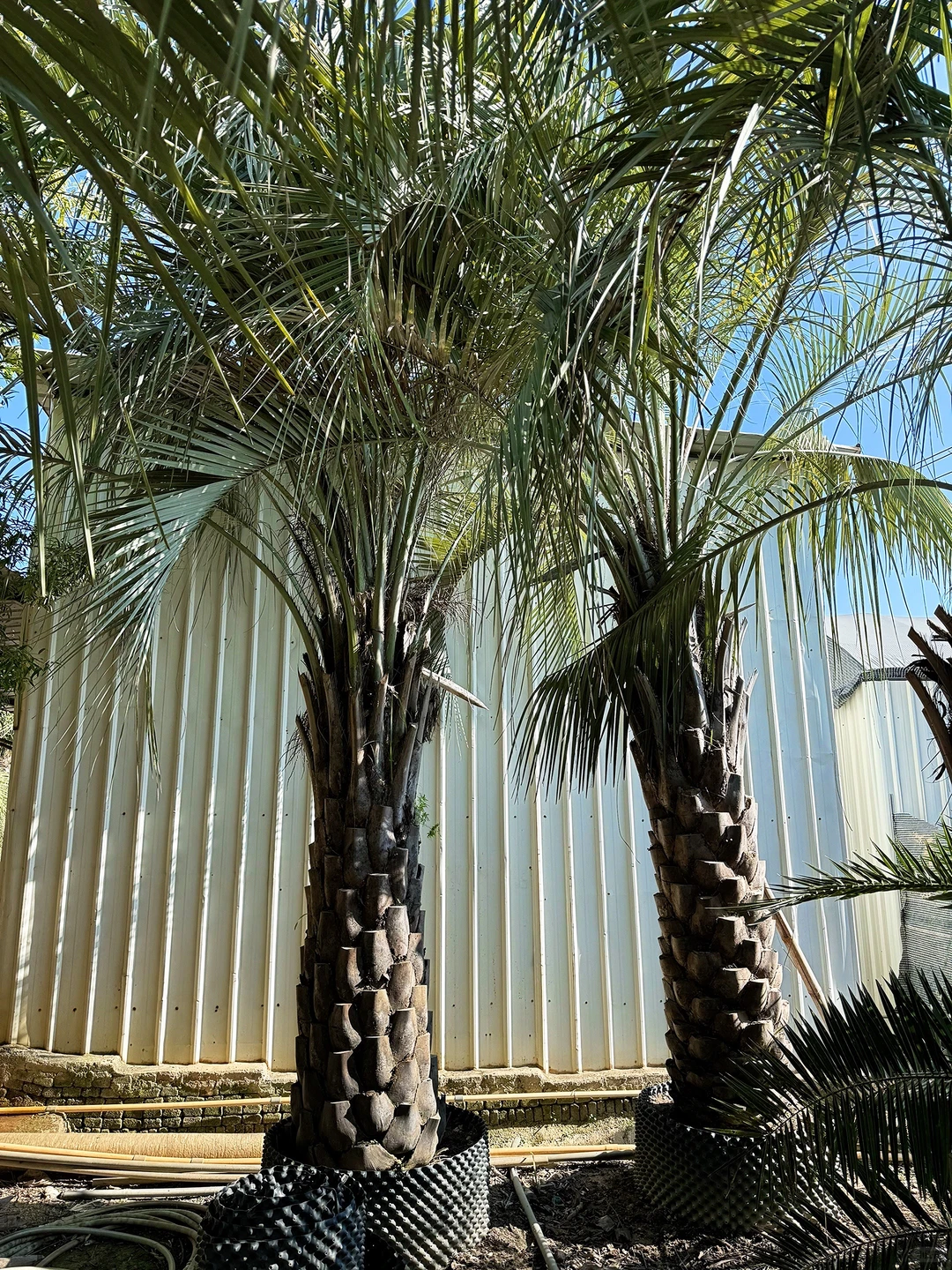 热带风情棕榈树 最耐寒的热带棕榈绿化树 可