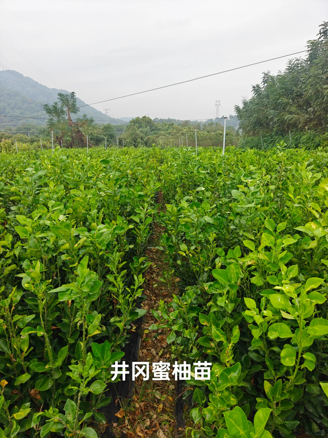 果树苗圃基地直供各类果树苗