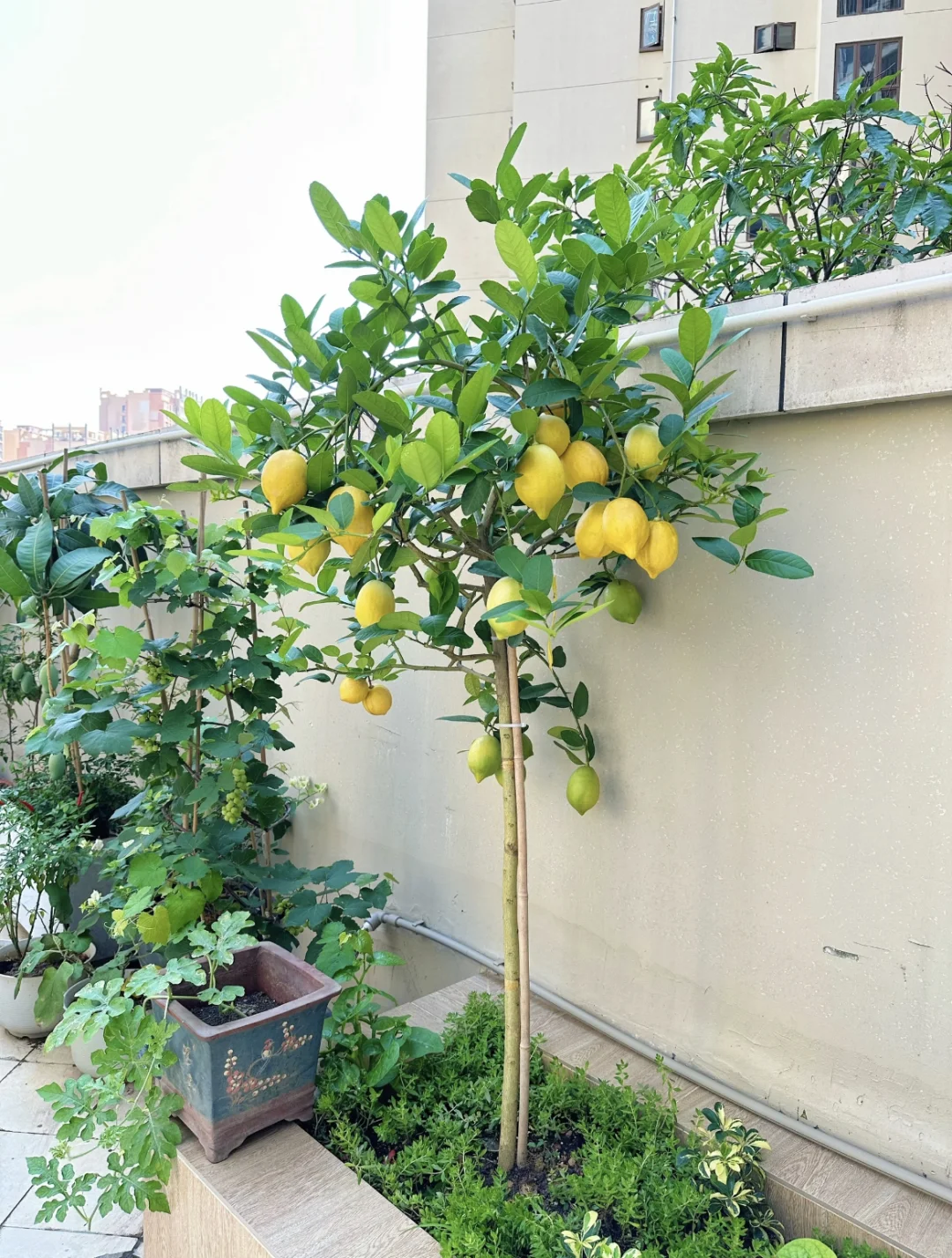 氛围感满满的柠檬树?
