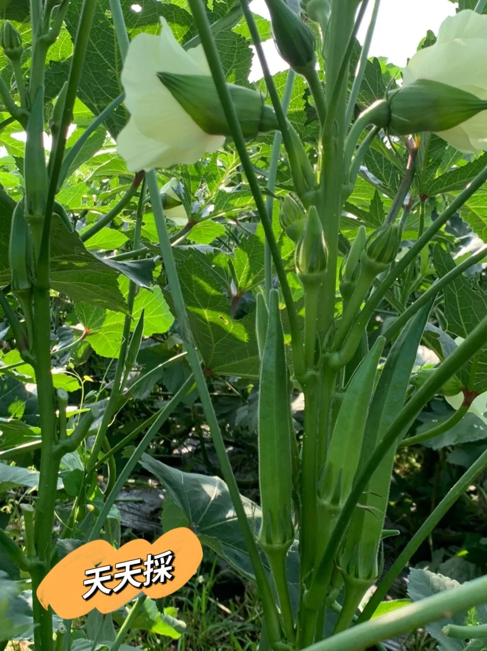 价钱不好我们还是坚持的种?‍?