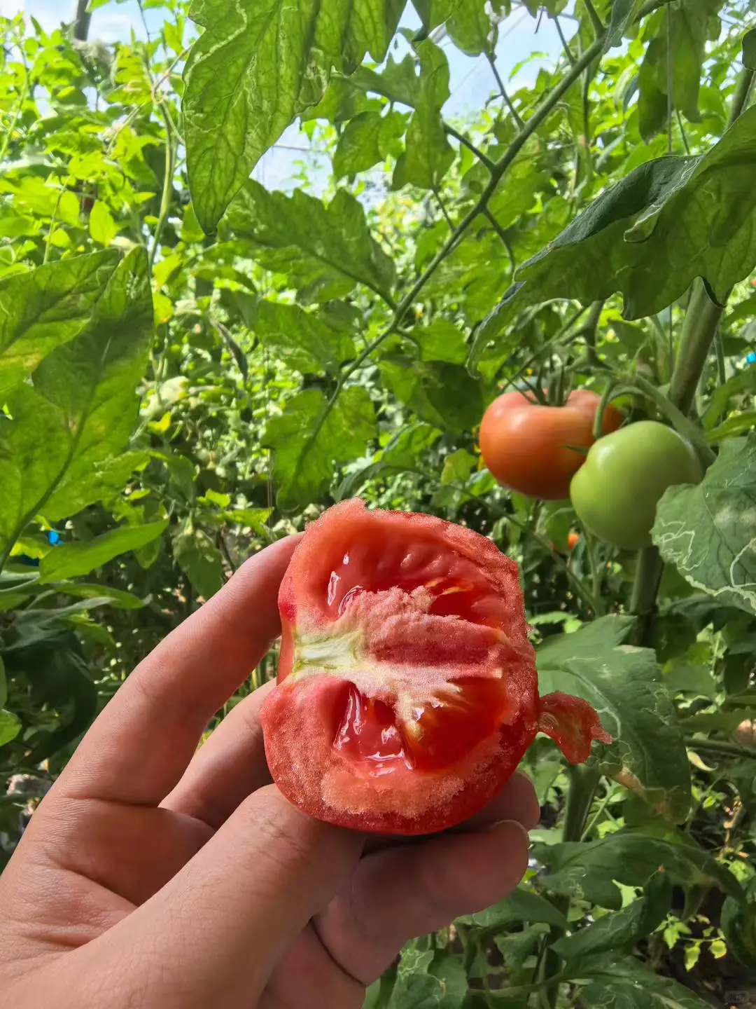 超5000亩有机种植基地