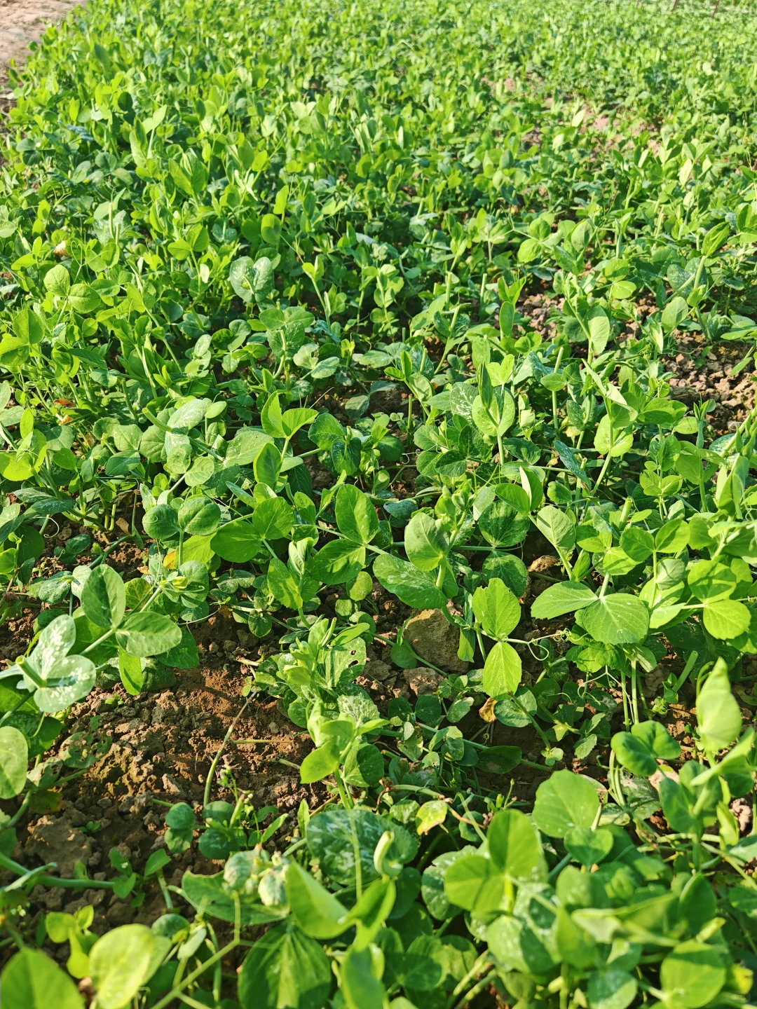 在小菜园里干点活