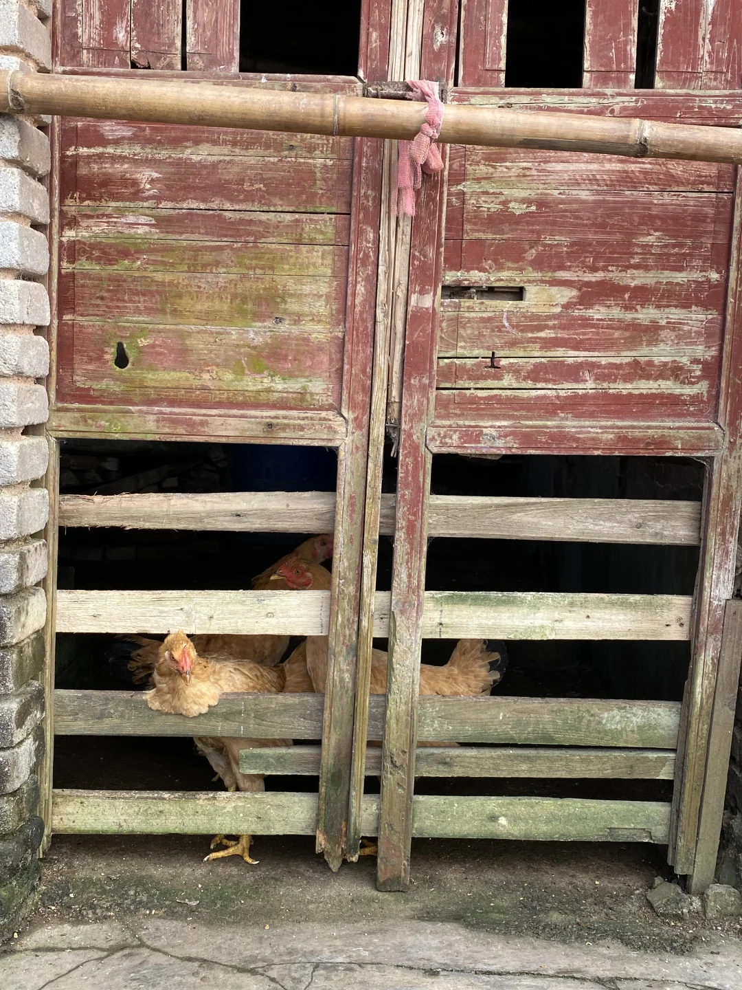 回村躺平 | 这个月只花260,照样吃香喝辣