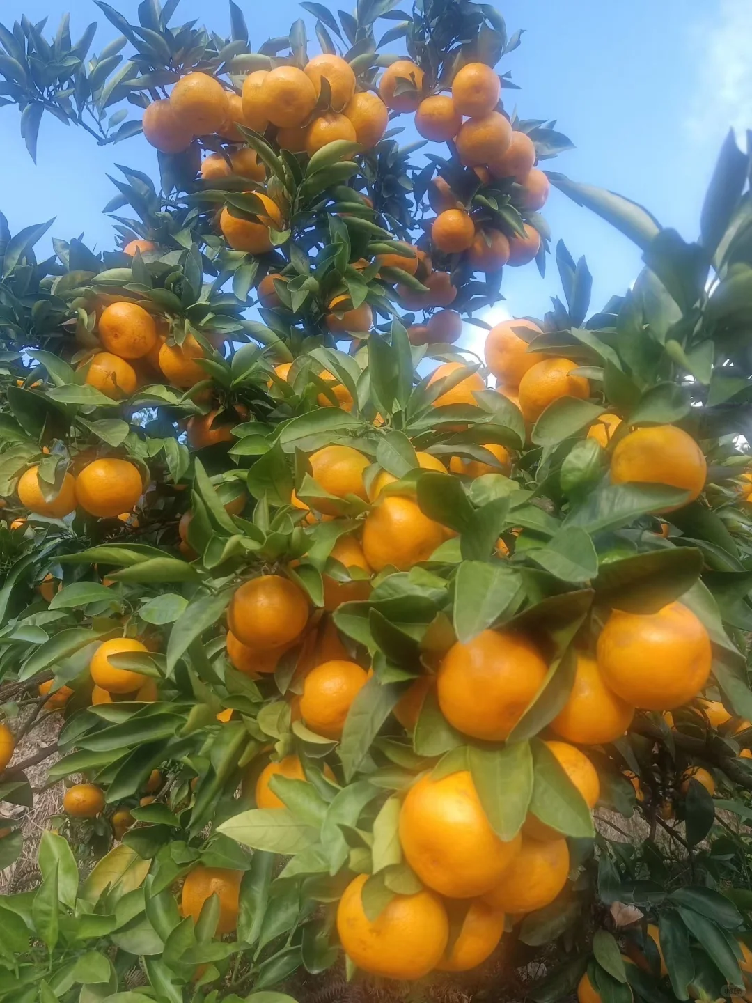 重生之我在农村卖橘子?