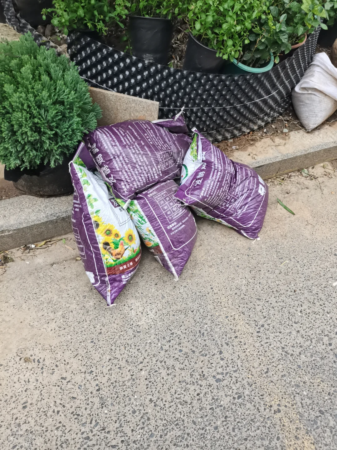 秋季是树木修剪施肥种植季节，来年长势更好