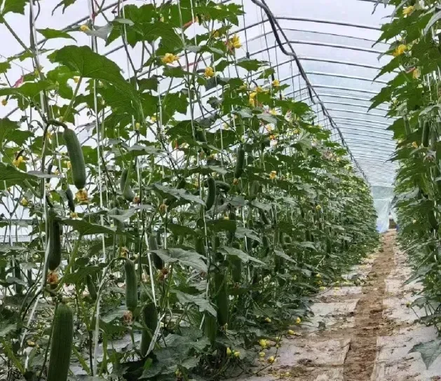 辍学种地后年入1000万