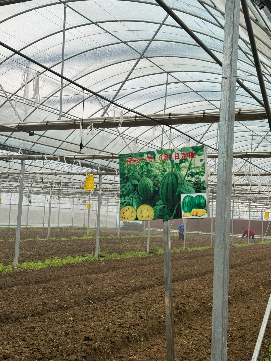 回农村种大棚！