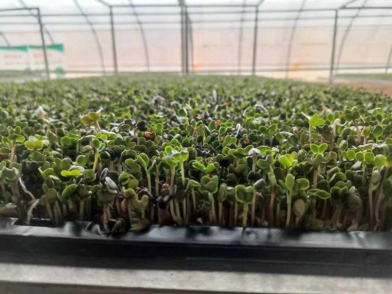 最高130元一斤7天就能卖!小众农业致富项目