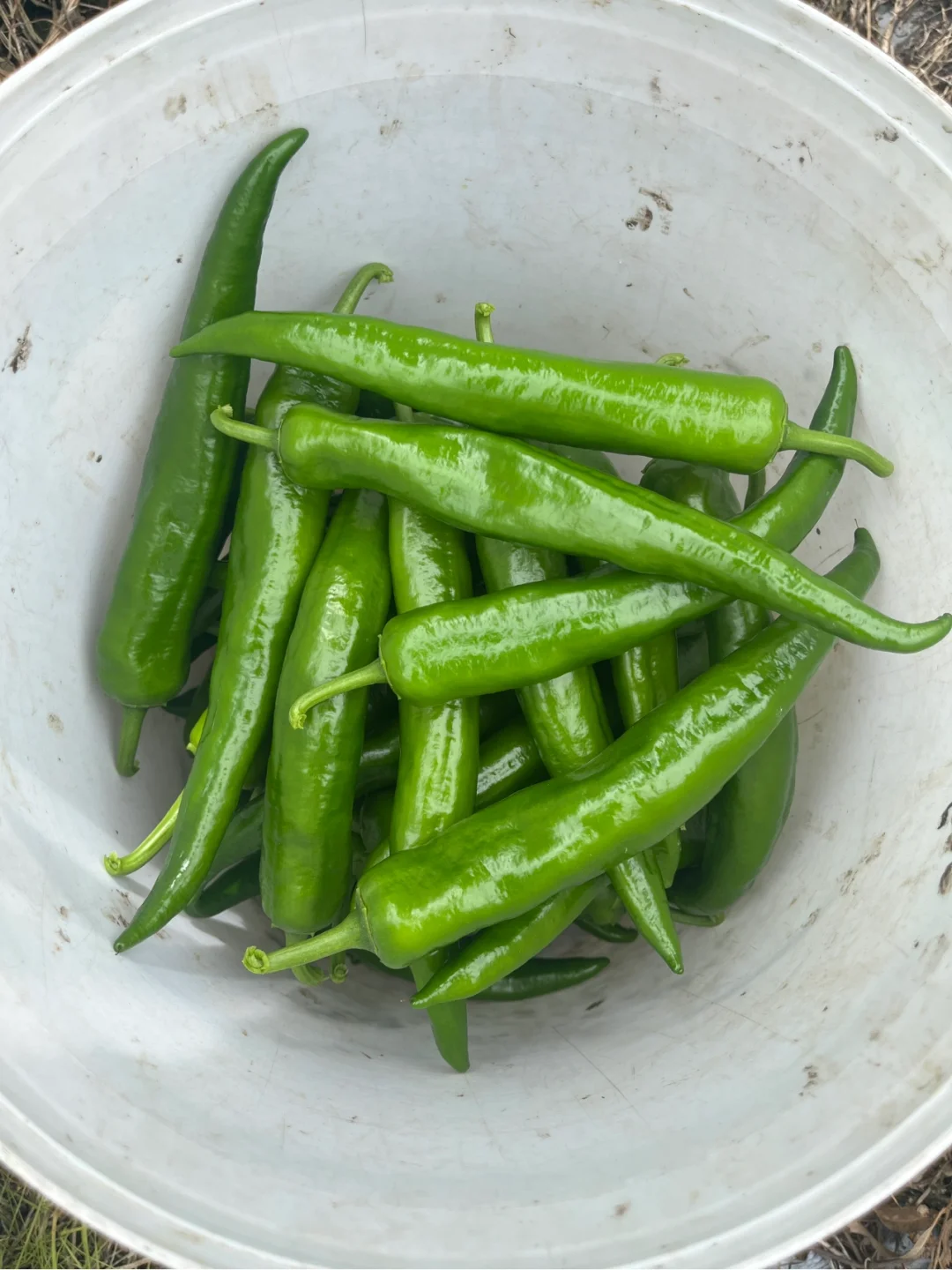 每天都有干不完的农活和吃不完的水果和蔬菜