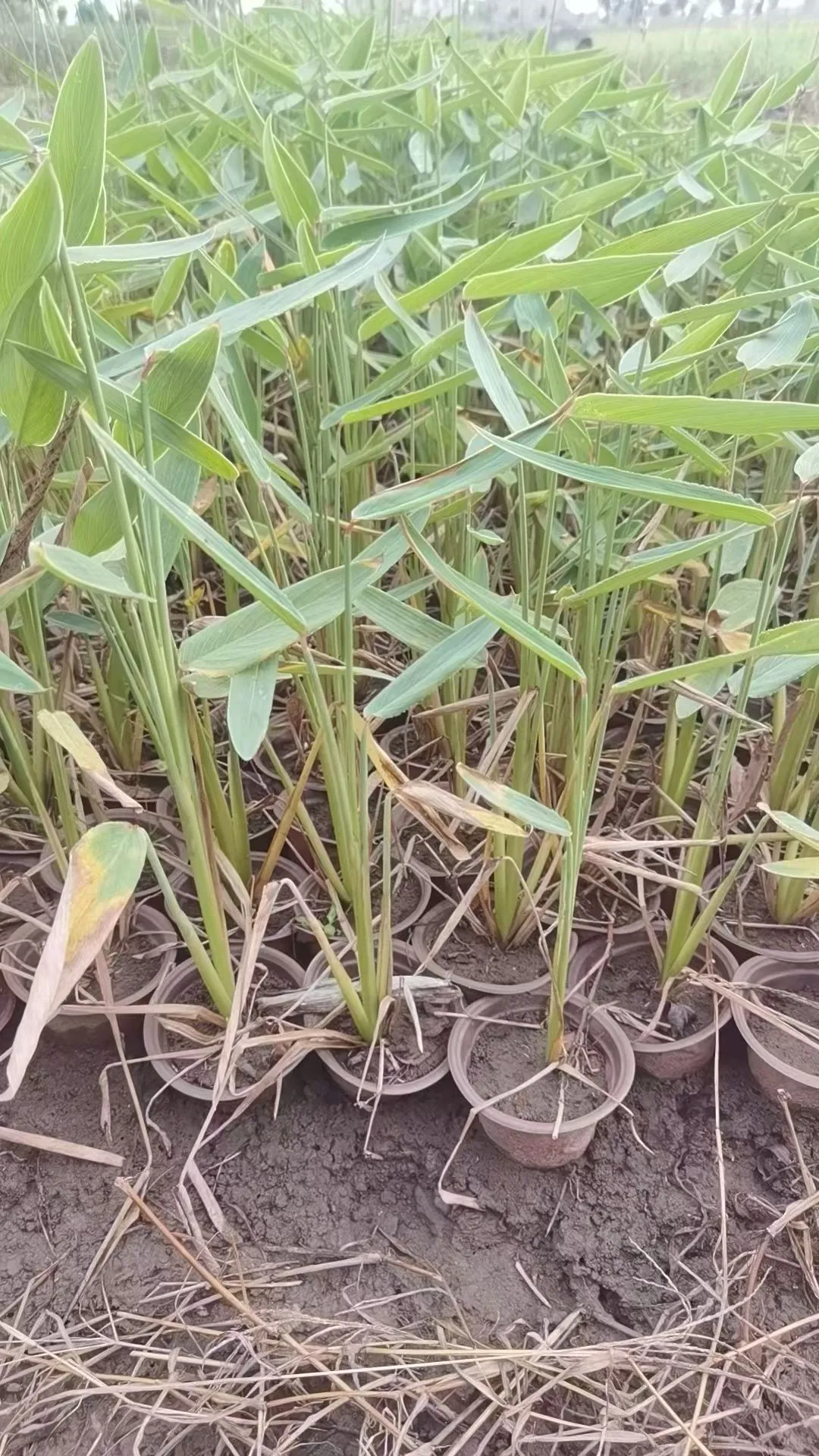 暴走大野驴苗木