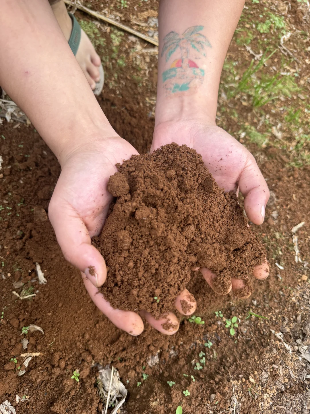 不是我吹牛，黄土种植最好！！！