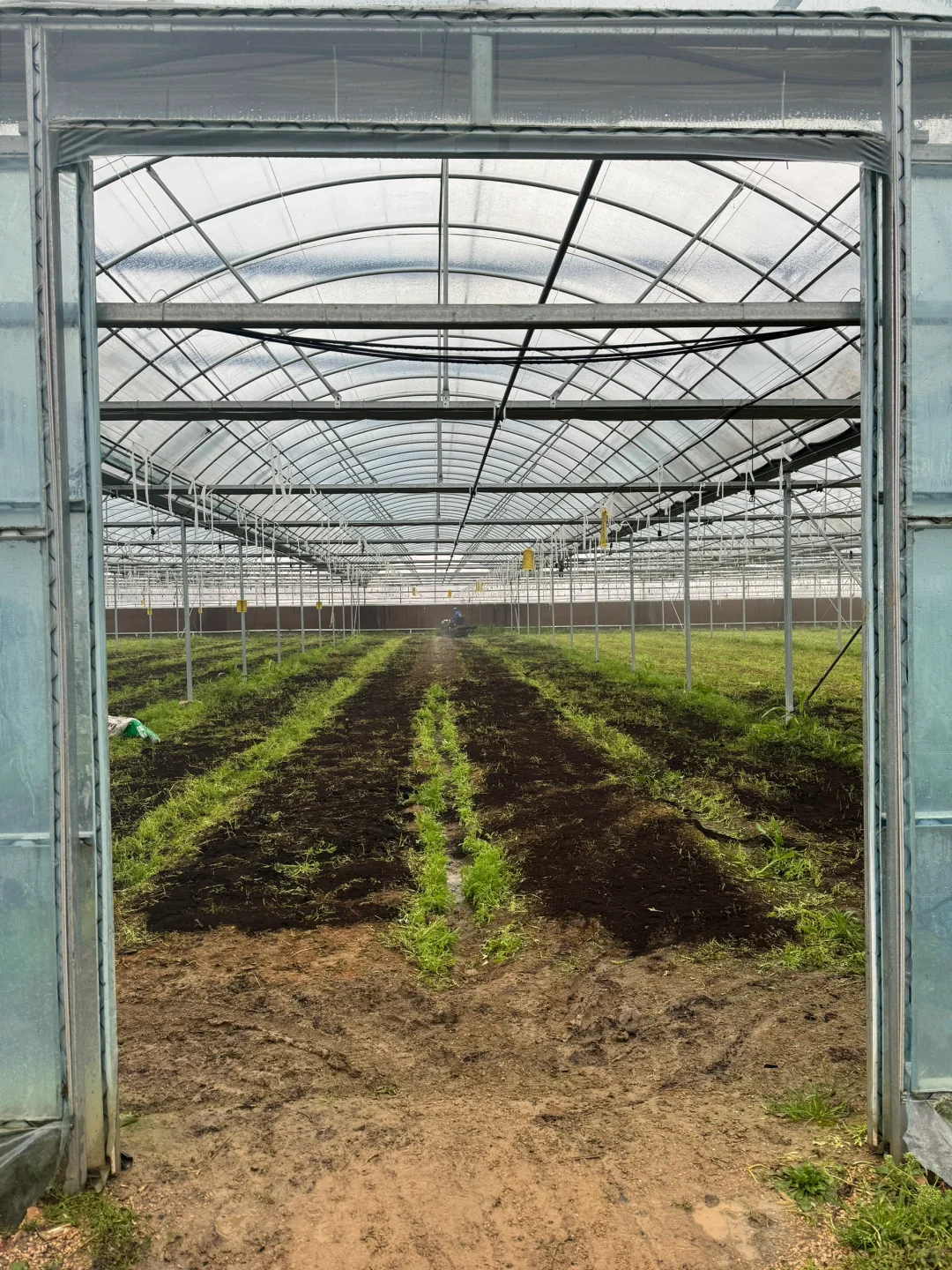 回农村种大棚！