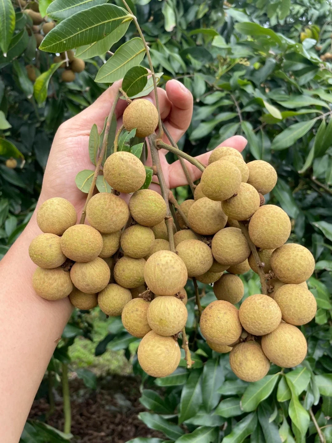 每天都有干不完的农活和吃不完的水果和蔬菜